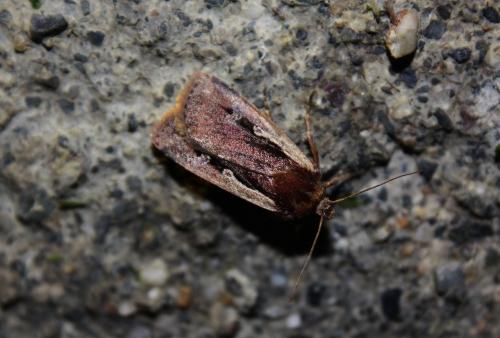 Réf. 194 167 : Ochropleura plecta